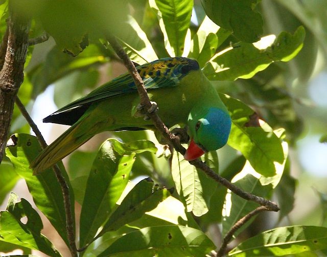 Blue-naped Parrot - ML379404301