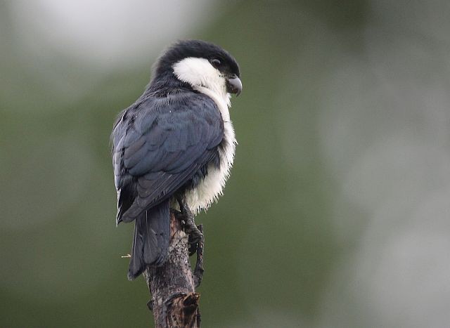 Philippine Falconet - ML379404311