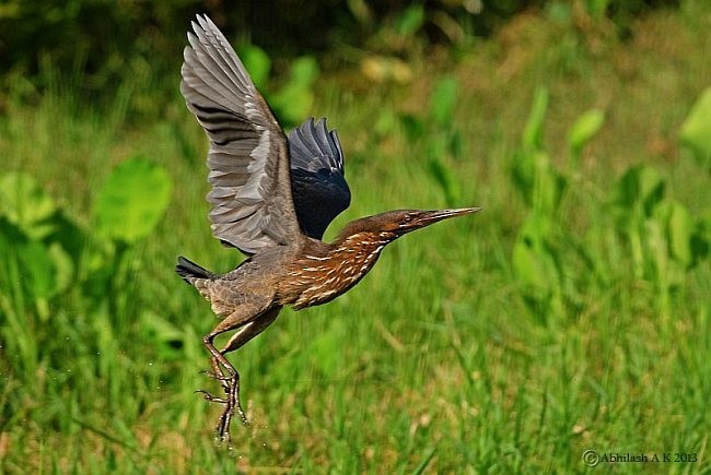 Black Bittern - ML379404791