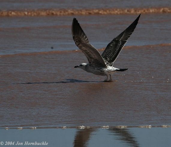 Lesser Black-backed Gull (Heuglin's) - ML379405011