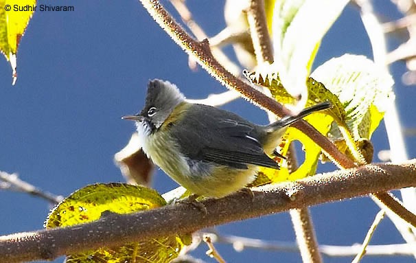 Whiskered Yuhina - ML379405291