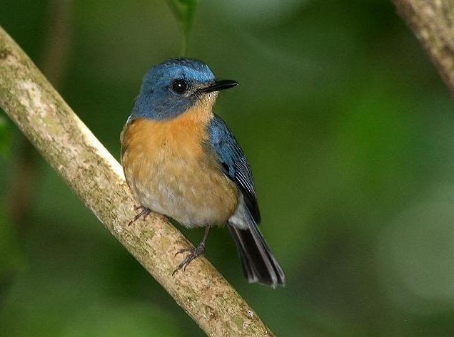 Tickell's Blue Flycatcher - ML379405621