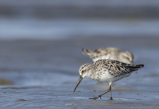 Broad-billed Sandpiper - Dilipsinh Chudasama