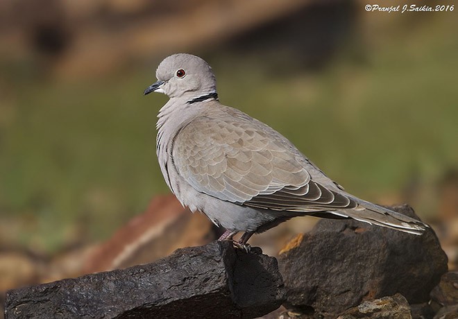 Eurasian Collared-Dove - ML379406191