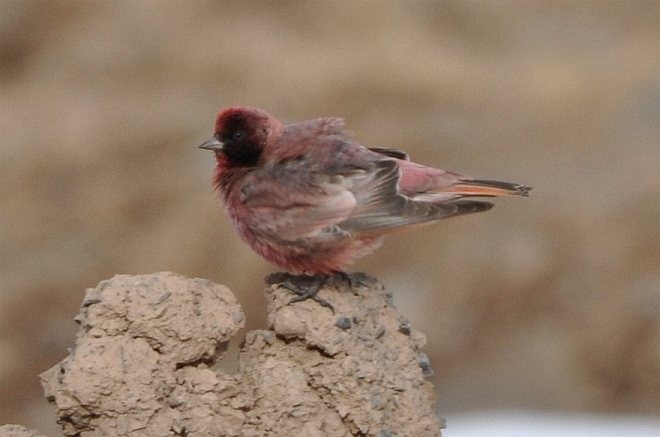 Tibetan Rosefinch - ML379406511