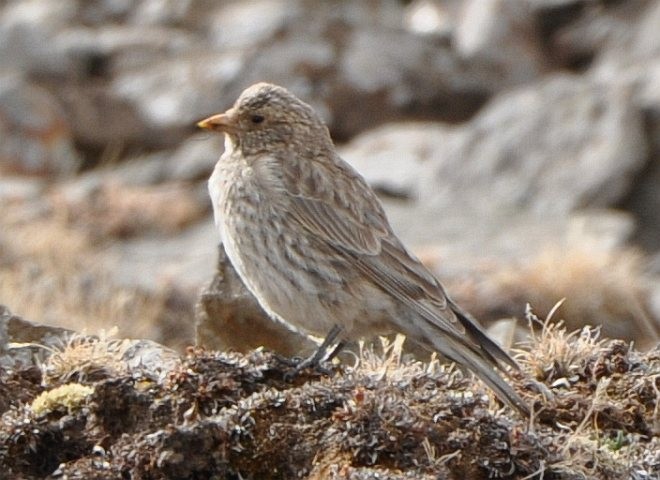 Tibetan Rosefinch - ML379406521