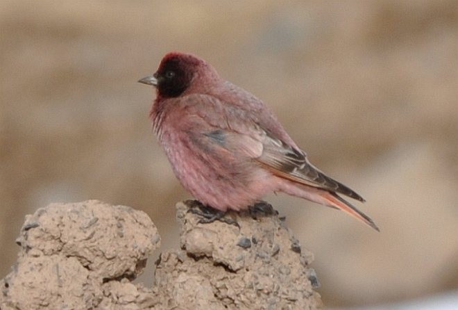 Tibetan Rosefinch - ML379406551