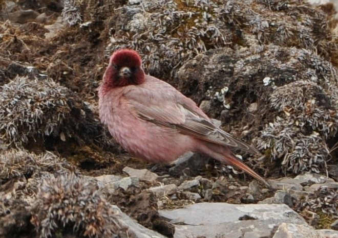 Tibetan Rosefinch - ML379406581