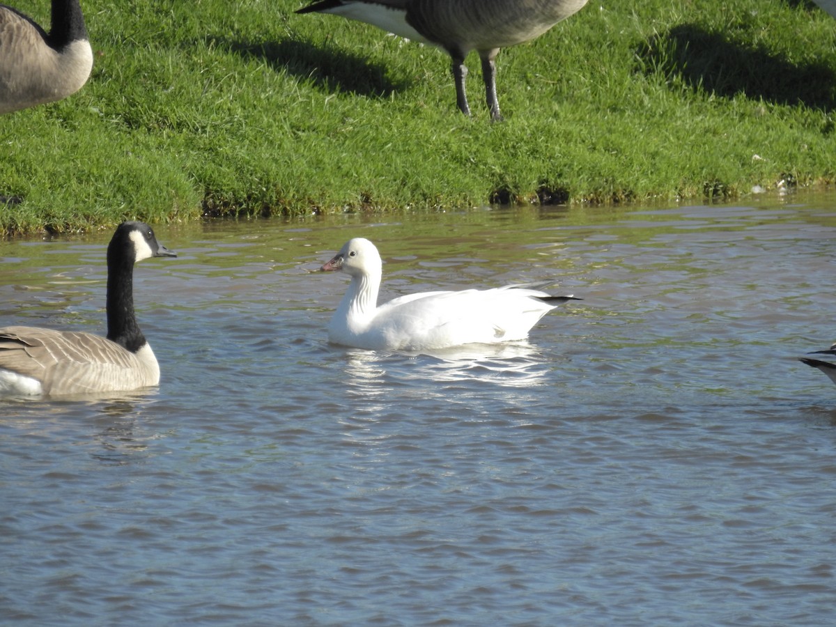 husa bělostná - ML379406711