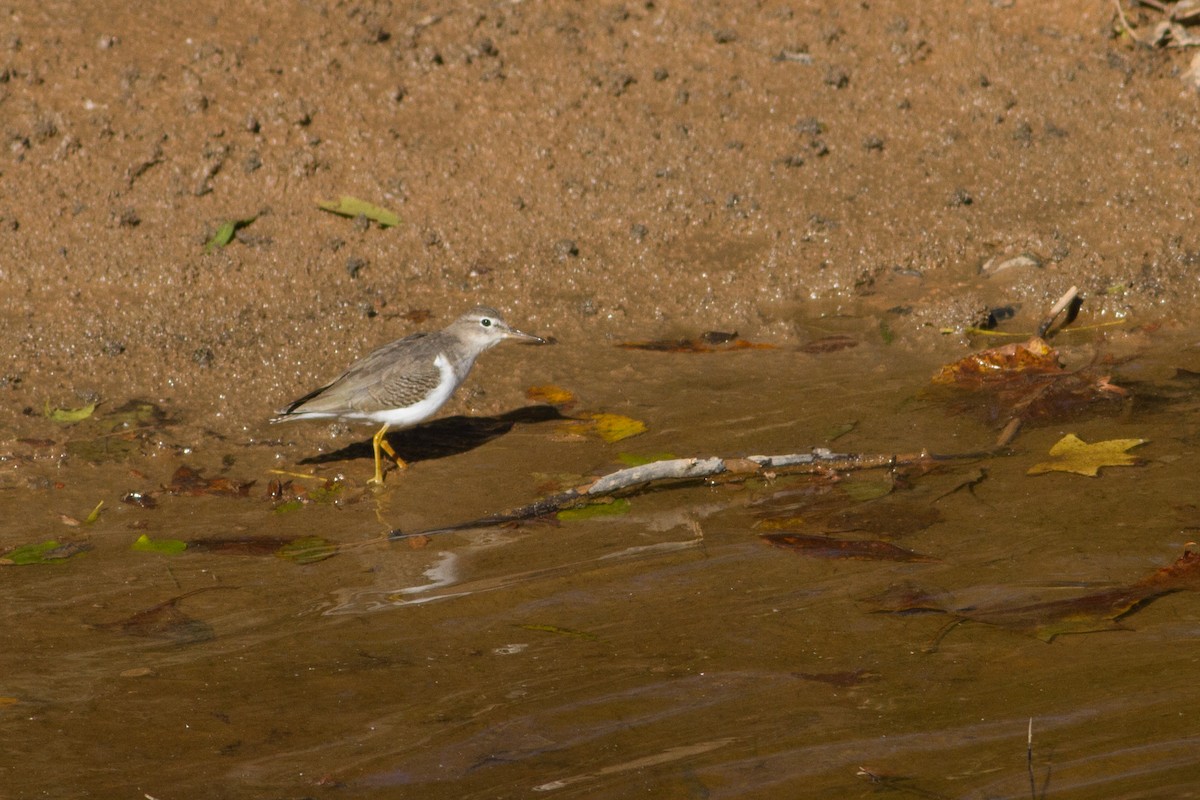 Spotted Sandpiper - ML37940711