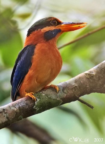 Rufous-collared Kingfisher - ML379408101