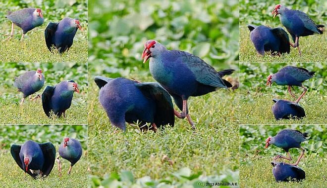 Gray-headed Swamphen - ML379408411