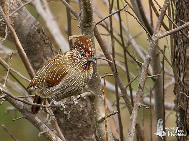 Striated Laughingthrush - ML379408431