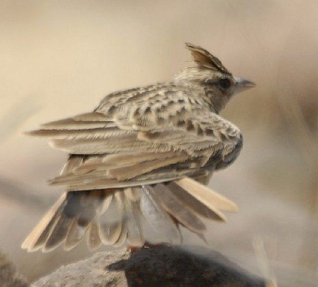 Tawny Lark - ML379408451