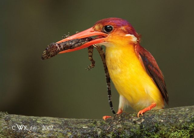 Black-backed Dwarf-Kingfisher - ML379408791