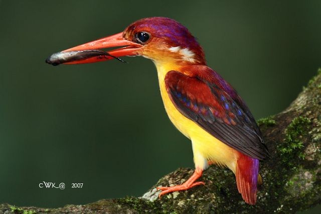 Black-backed Dwarf-Kingfisher - ML379408911