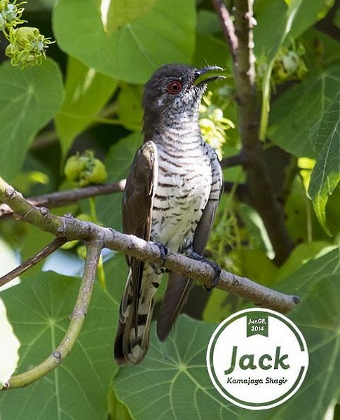 Little Bronze-Cuckoo (Gould's) - ML379409471