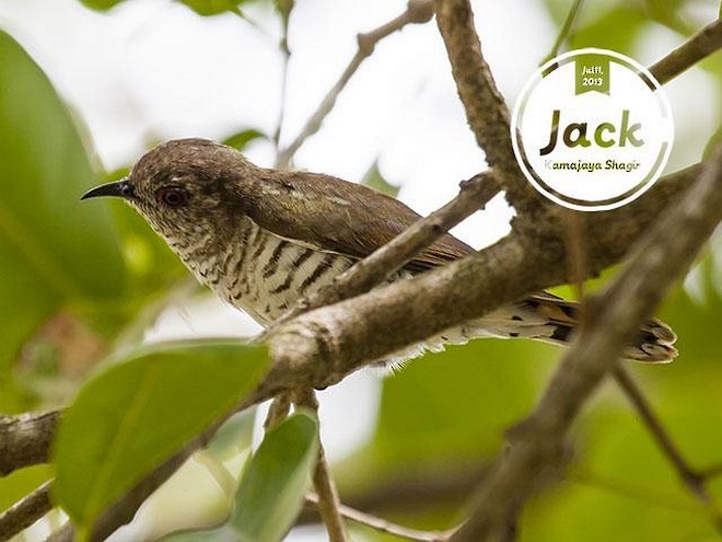 Little Bronze-Cuckoo (Gould's) - ML379409581