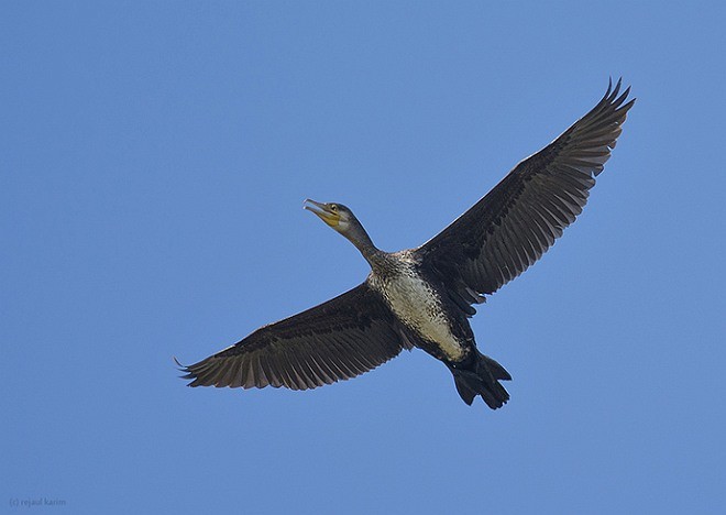 Great Cormorant - ML379409901