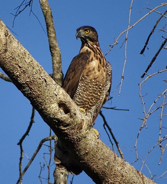 Sulawesi Hawk-Eagle - Hans Peeters