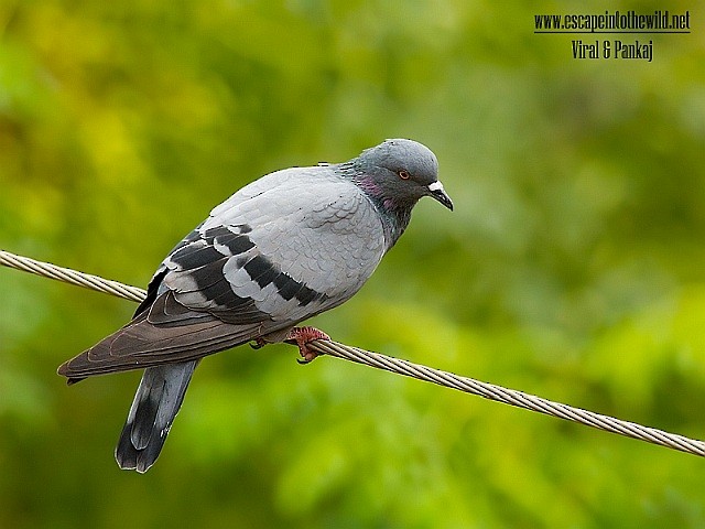 Rock Pigeon (Feral Pigeon) - ML379410341