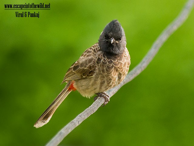 Red-vented Bulbul - ML379410361