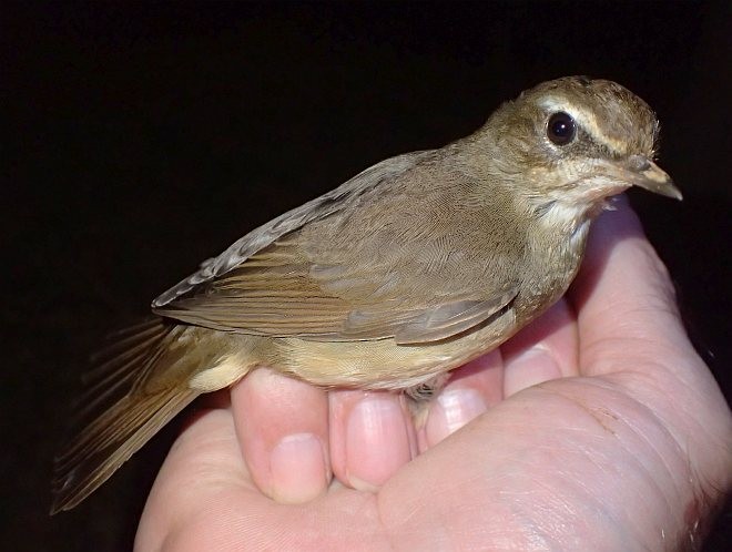 Siberian Rubythroat - ML379410571