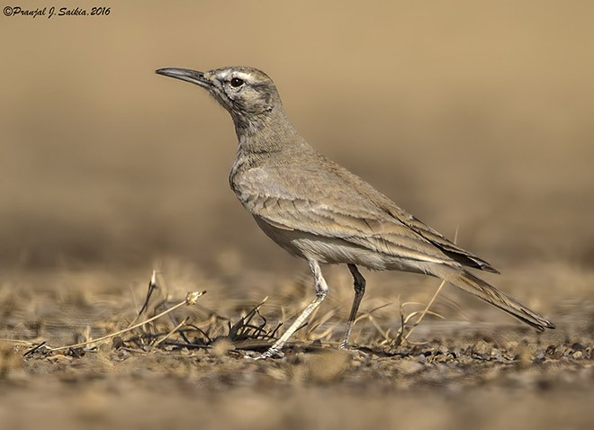 Greater Hoopoe-Lark (Mainland) - ML379410801