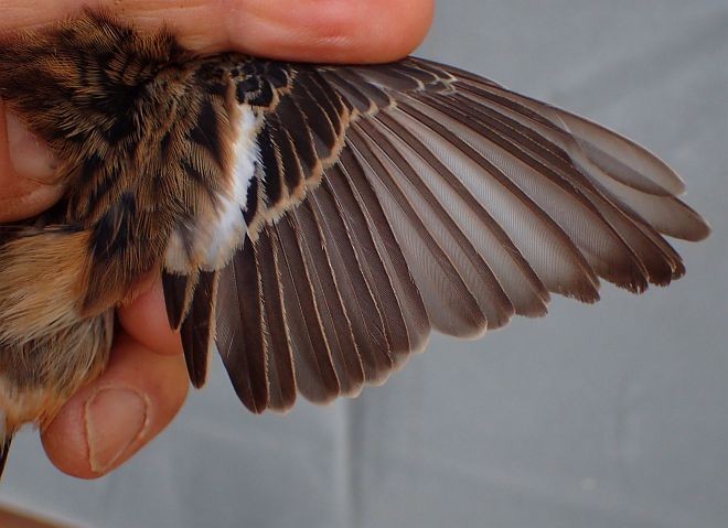 Tarabilla Siberiana/del Amur - ML379410871