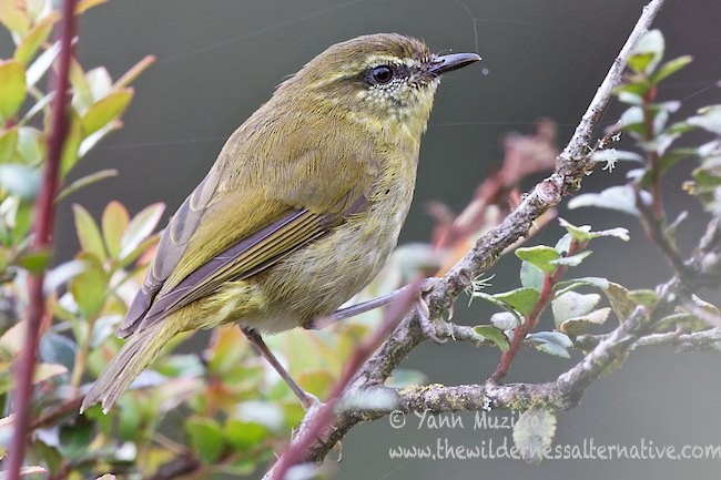 Sulawesi Leaf Warbler - Yann Muzika