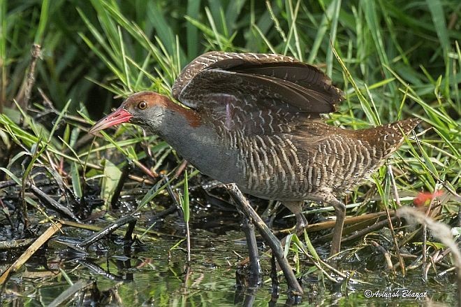 Slaty-breasted Rail - ML379411471