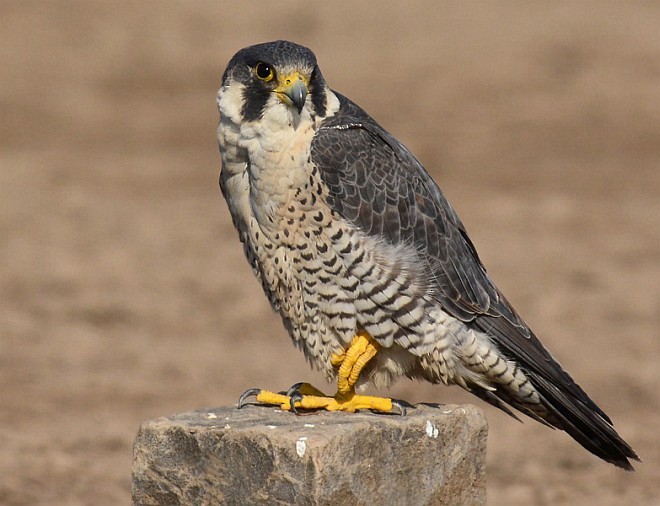 Peregrine Falcon (Tundra) - ML379411791