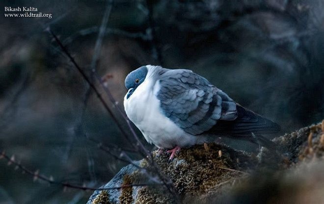 Snow Pigeon - ML379412081