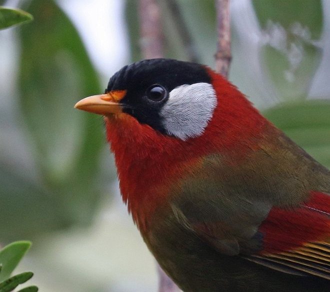 Silver-eared Mesia (Sumatran) - David Fisher