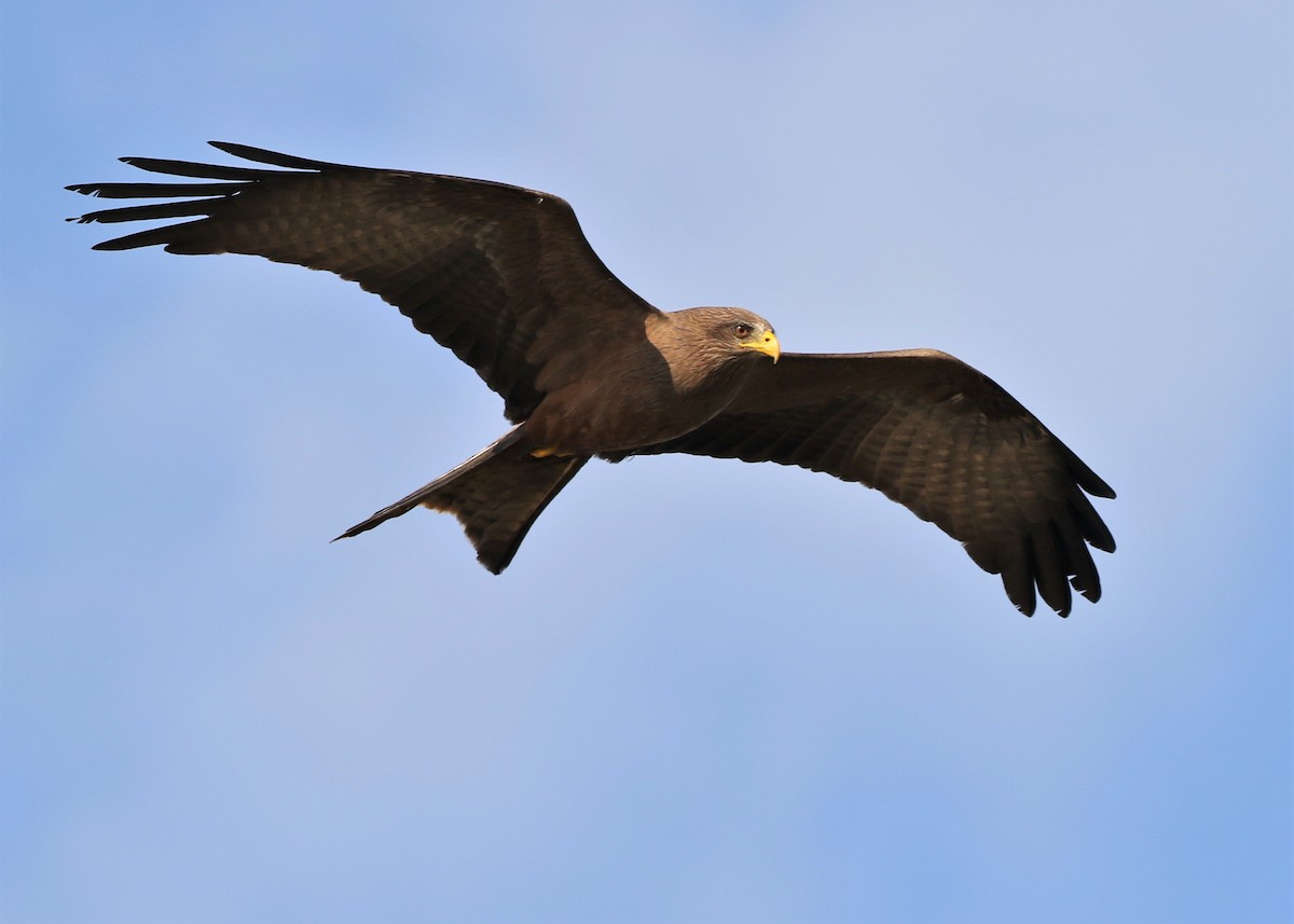 黑鳶 - ML379412521