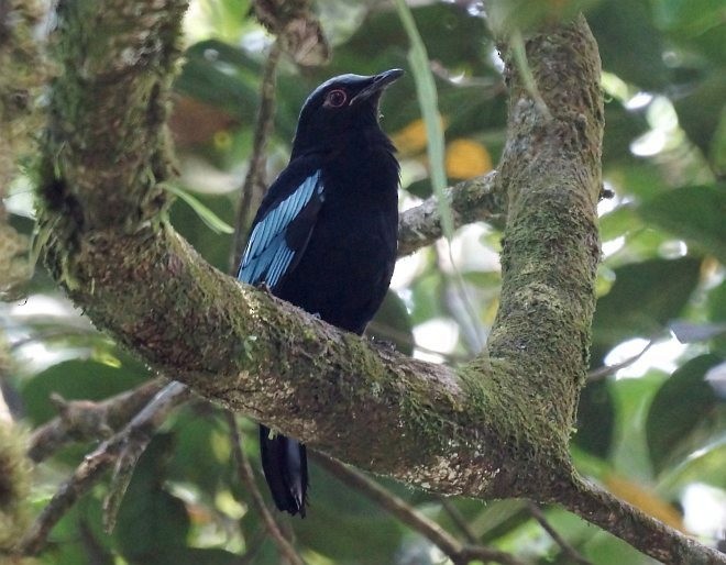 Sumatran Cochoa - ML379412621