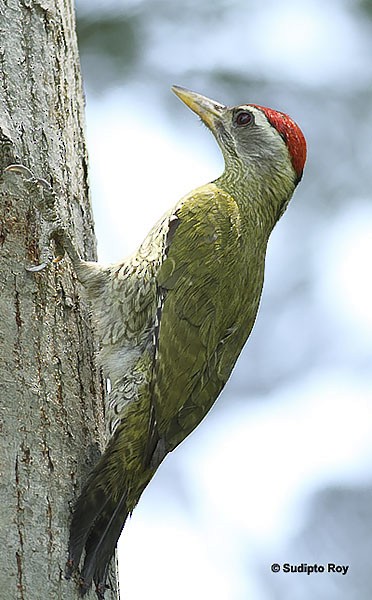 Streak-throated Woodpecker - Sudipto Roy