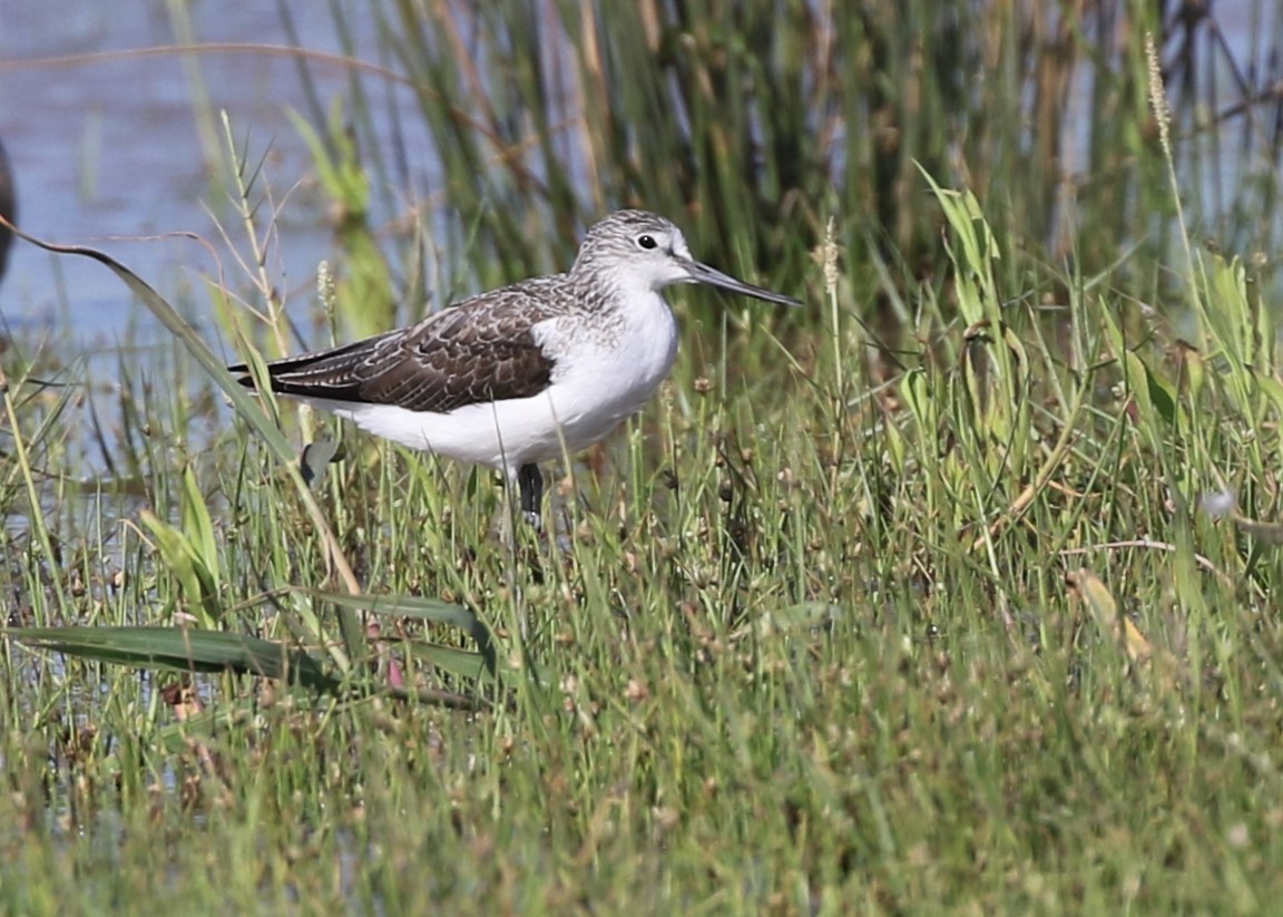 Common Greenshank - ML379412841