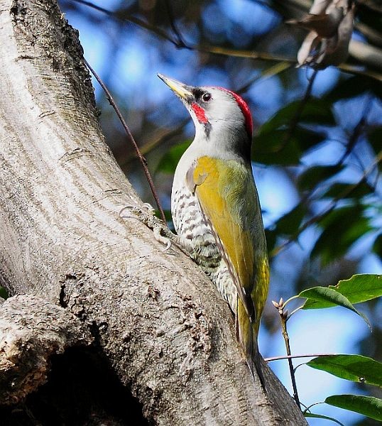 Japanese Woodpecker - ML379413501