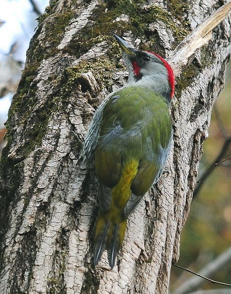 Japanese Woodpecker - ML379413581