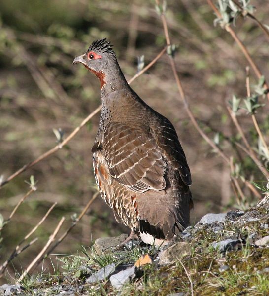 Chestnut-throated Monal-Partridge - ML379414151