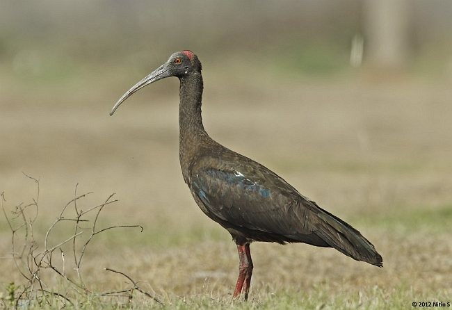 Red-naped Ibis - ML379414321