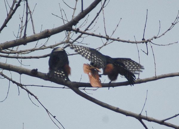 Collared Falconet - ML379414411