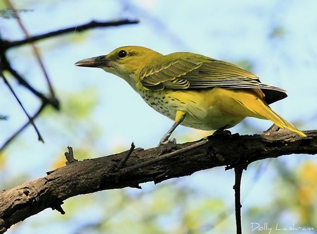 Indian Golden Oriole - ML379414751