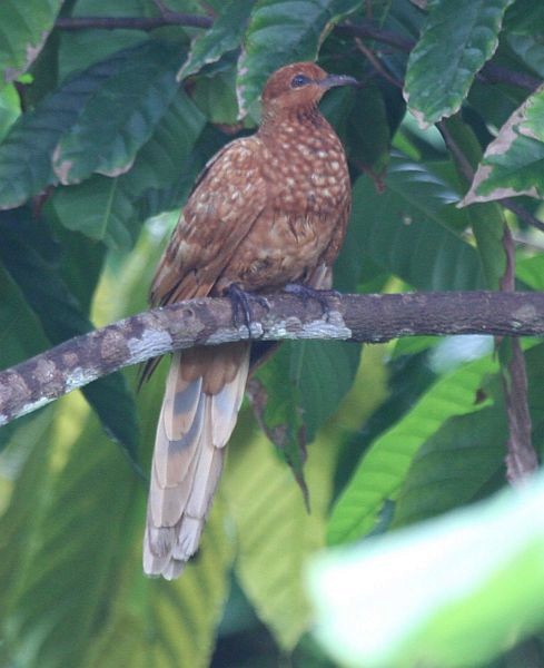 Enggano Cuckoo-Dove - ML379414801