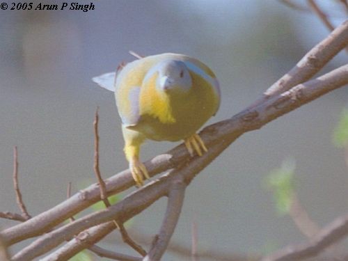 Yellow-footed Green-Pigeon - ML379415651