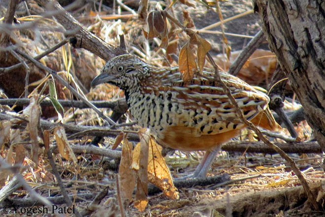 Barred Buttonquail - ML379415711