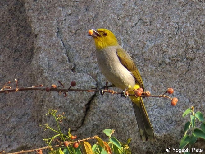 Yellow-throated Bulbul - ML379415731