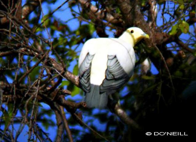 Silver-tipped Imperial-Pigeon - ML379416421