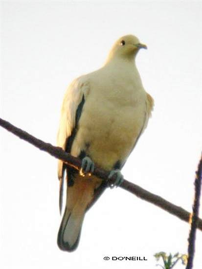 Silver-tipped Imperial-Pigeon - ML379416551